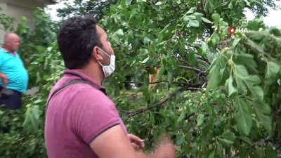  Dutu bu sefer asfalttan topladılar...Şiddetli rüzgarda ağaç devrildi, vatandaşlar kana kana dut yedi