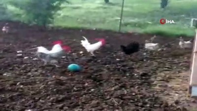  Elazığ’da horozların gülümseten futbolu