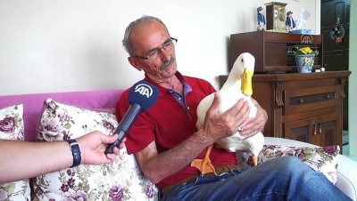 En yakın arkadaşı, ördeği 'Pamuk' - KASTAMONU
