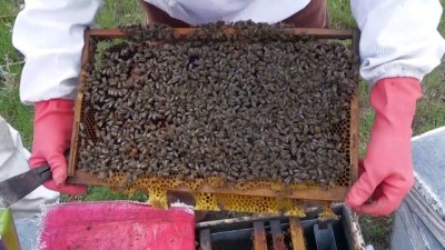 bal uretimi - Gezginci arıcılar, çiçek balı ve polen üretimi için Kocatepe'yi tercih ediyor - AFYONKARAHİSAR Videosu
