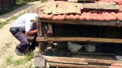  İlginç bir kümes hayvanı kesim usulü...Hisarcık'ta kümes hayvanların kesimi küçük çuvallara sokulup kafaları dışarı çıkarılarak yapılıyor