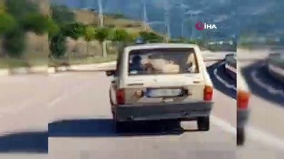 ilginc goruntu -  Koçun otomobilde yolculuğu görenleri şaşırttı Videosu