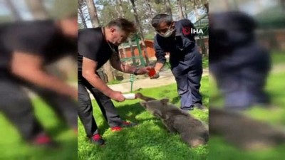  Oyuncu Nuri Alço sevimli yavru ayıya ‘gazoz’ içirdi