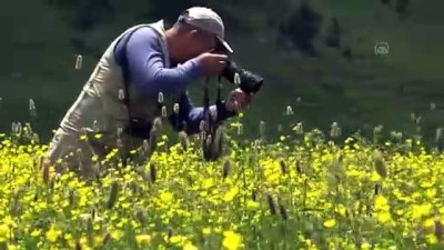yesil doga - Sarıkamış'ın doğası rengarenk çiçeklere konan kelebeklerle süslendi - KARS Videosu