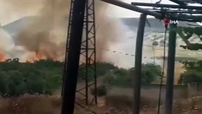 zeytin agaci -  - Suriye’de Esad rejimi yüzlerce ağacı ateşe verdi Videosu