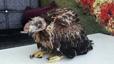  Yaralı şahin tedavi altına alındı