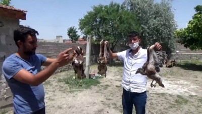 Yol kenarında bulunan 3 kızıl şahin tedavi altına alındı - KONYA