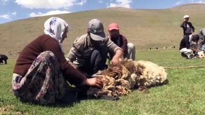 koyun kirkma - Besicilerin yaylalarda koyun kırkma mesaisi başladı - BİTLİS Videosu