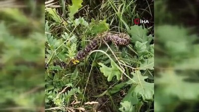 engerek -  İlçeyi saran cins cins yılanlar korku salıyor Videosu