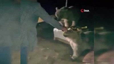 ayi yavrusu -  Piknikçilere “Ayı” sürprizi kamerada Videosu