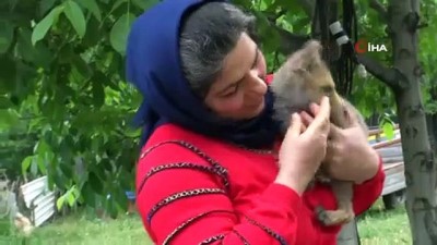kesk -  Vefalı tilki iyileştiği evi her gün ziyarete geliyor Videosu