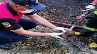 yangin yeri -  Alevlerin arasında kalan kirpiyi itfaiye eri kurtardı Videosu