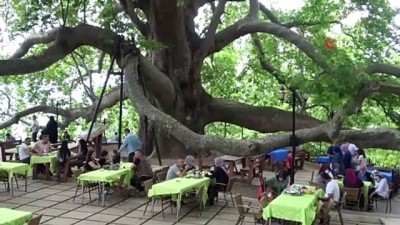  Bursa'nın Ulu Çınarı misafirlere kapılarını açtı