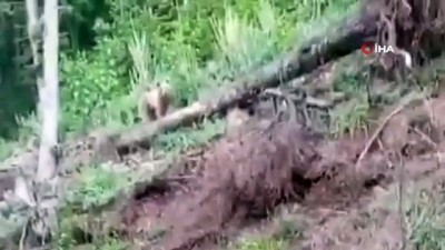 ormanli -  Orman yolunda karşılaştığı ayıyı 'gel oğlum' diye çağırdı Videosu