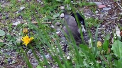 Sarıçam Ormanları kuş sesleriyle şenleniyor - KARS