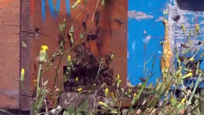 kralice ari - Arıcıların flora zengini Munzur Dağları'ndaki zorlu 'bal' mesaisi - TUNCELİ Videosu