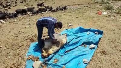  Bitlis’te berivanlar sezonu açtı