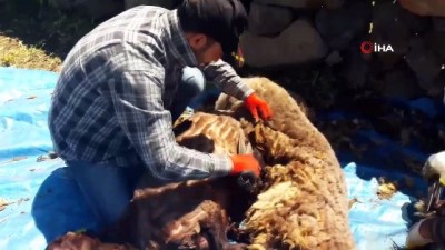 kirka -  Iğdır’da koyun kırkma sezonu başladı Videosu