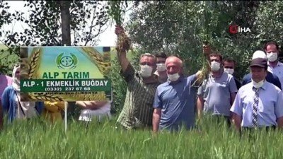 gen transferi -  Milli ve yerli buğday tohumu çeşidi çiftçiyle buluştu Videosu
