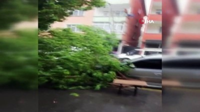  Şiddetli yağmur ve fırtına ağaç devirdi