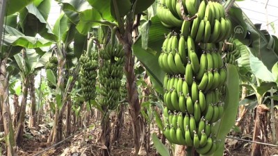 yerli uretim - Yerli muz üreticileri 2023'te ithalata son vermeyi hedefliyor - MERSİN Videosu