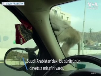davetsiz misafir - Babunların Suudi Arabistan’da Yiyecek Nöbeti Videosu
