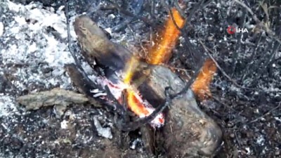 zeytin agaci -  Burhaniye’de zeytinlik alanda yangın çıktı, 5 hektar alan zarar gördü Videosu