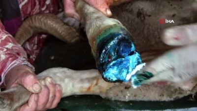 keci -  Karacabey’de küçükbaş hayvanlarda ayak hastalığı görülmeye başlandı Videosu