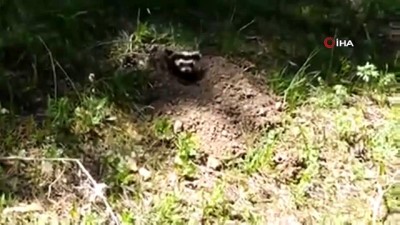  Nesli tehlikede olan Alaca Sansar böyle görüntülendi