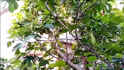 engerek -  Tekirdağ’da 2 metrelik zehirli engerek korkuttu Videosu