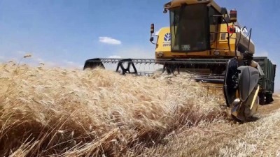 sozlesmeli -  Araban Ovası'nda makarnalık sert buğday hasadı başladı Videosu