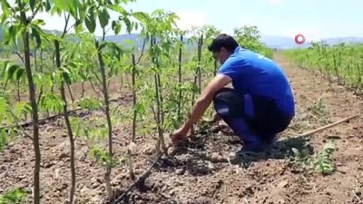 bitki cayi -  Büyükşehir’den üreticiye 32 bin 500 adet aromatik bitki fidanı Videosu