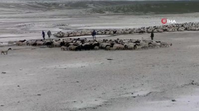  Dolu yağışı 55 koyunu telef etti