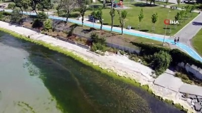  Güneş plajını yosunlar bastı