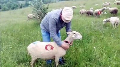  300 koyununa tek tek ay yıldız çizdi