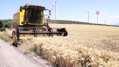  Akhisar Belediyesi, atıl arazilerini tarımla değerlendirdi