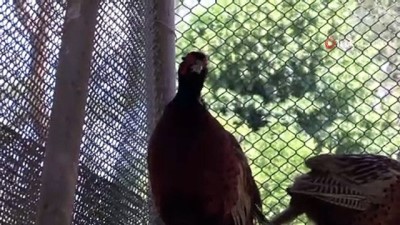 hava sicakliklari -  Kene savarlar 600 sülün kuşu doğaya salınacak Videosu