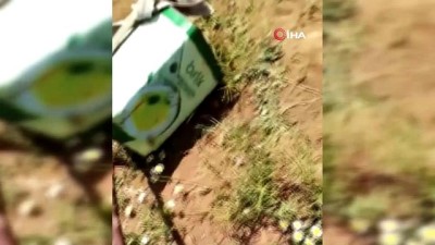  Mezrada görülen yılanlar korkuttu