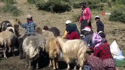 erivan -  Şemdinli'de berivanların zorlu mesaisi Videosu