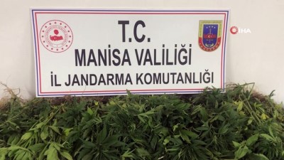  Traktörle kenevirleri sularken yakalandı