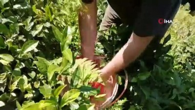 cay ureticisi -  Çay üreticileri bu kez gübreleme için çay bahçesine girdi Videosu