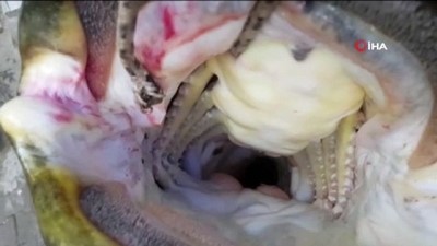  Görenler şok oldu...Dev yayın balığı 10 kişi tarafından çekildi