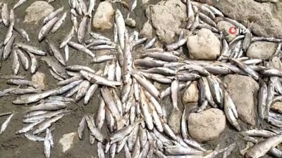balik olumu -  - Adıyaman’da korkutan görüntü: Göksu Çayı’nda binlerce balık öldü Videosu