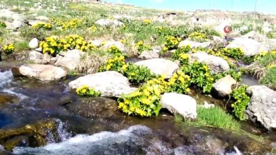 yayla turizmi -  Ardahan’da yaz ve kış bir arada Videosu