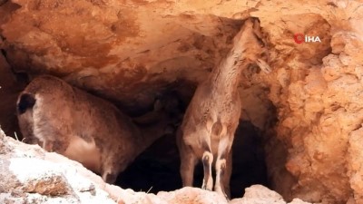  Kayaların usta tırmanıcısı yaban keçileri böyle görüntülendi