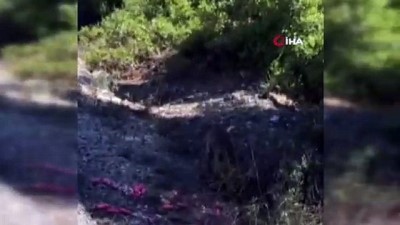  Şehitliklerde aç kalan tilkiyi elleriyle besledi