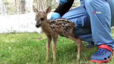  Yavru karaca hayvan barınağının maskotu oldu