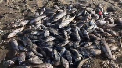  Hatay’da sahile çok sayıda ölü balık vurdu
