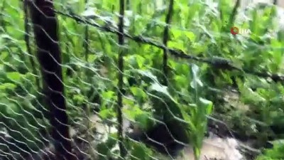 yagmur suyu -  Metrekareye 30 kilogram yağışın düştüğü ilçede bahçeler sular altında kaldı Videosu