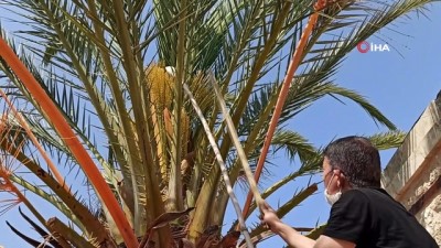 irak -  Silifke’de hurma ağaçları evlendiriliyor Videosu